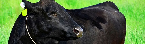 Saga Beef